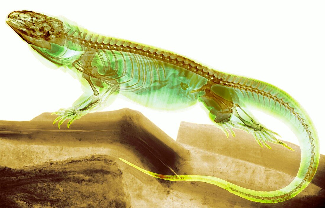 Tegu lizard,X-ray