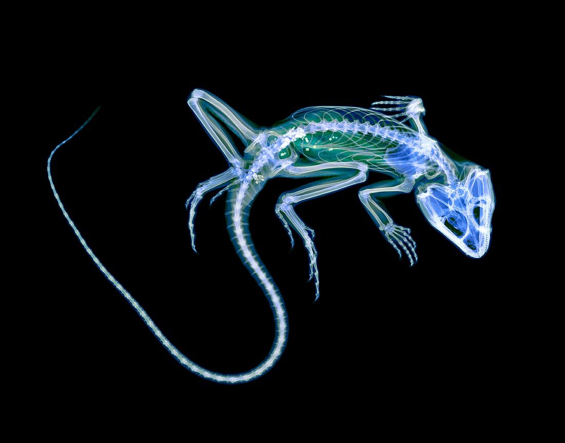 Lizard,X-ray