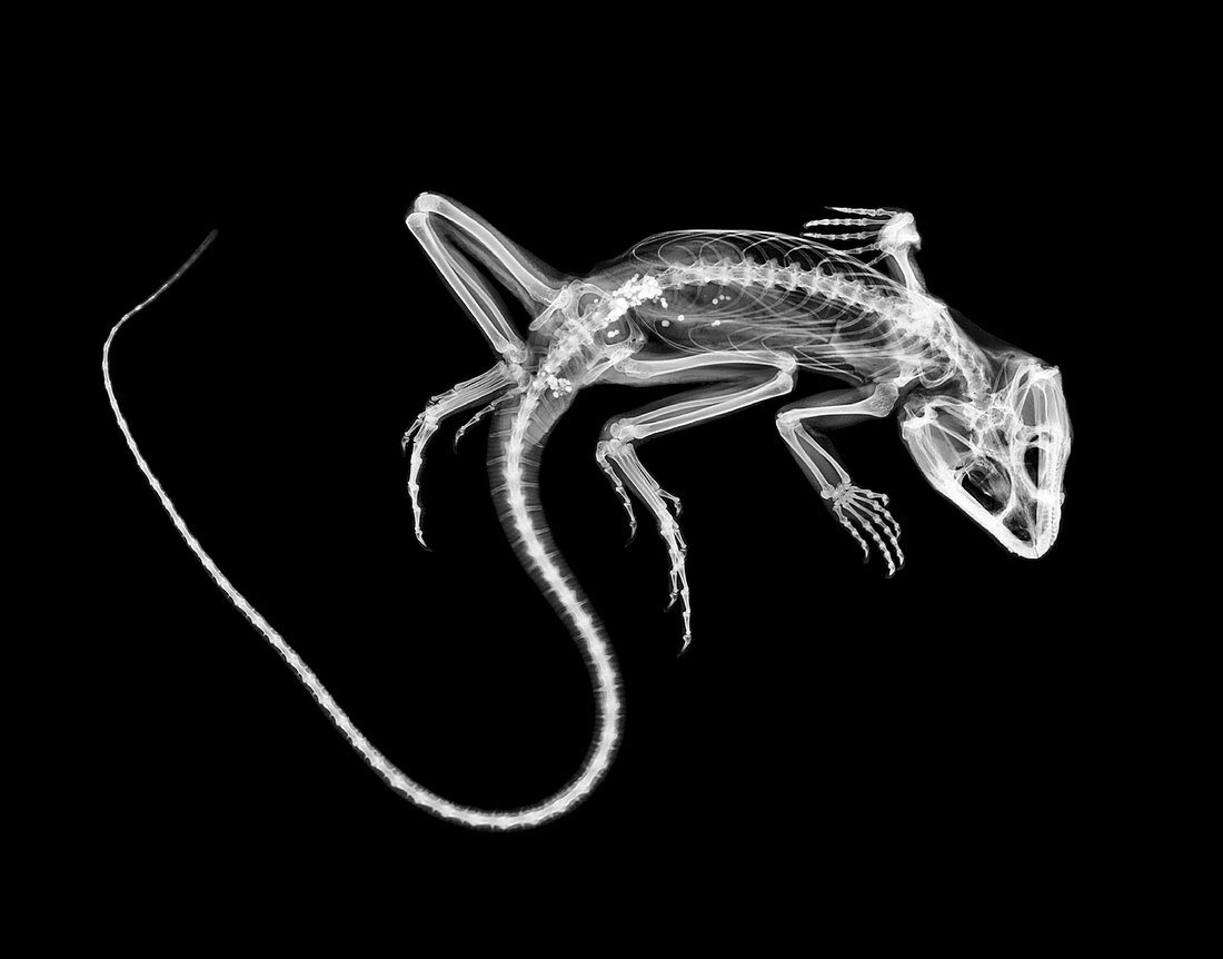 Lizard,X-ray