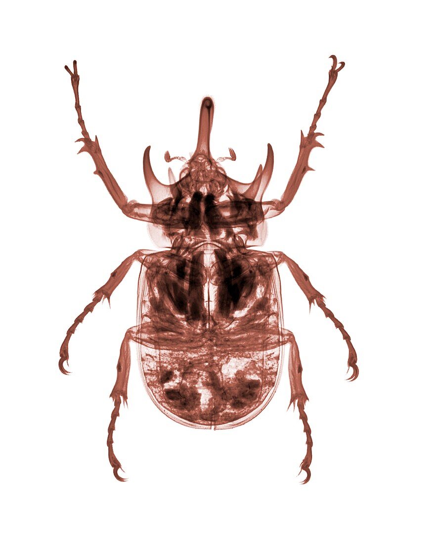 Rhinoceros beetle,X-ray