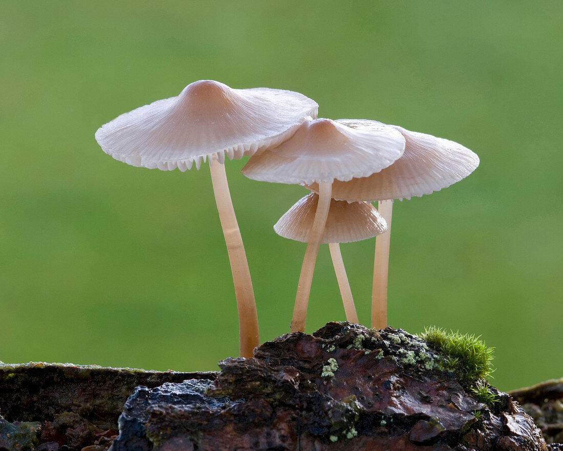 Bonnet-cap fungus (Mycena galericulata)