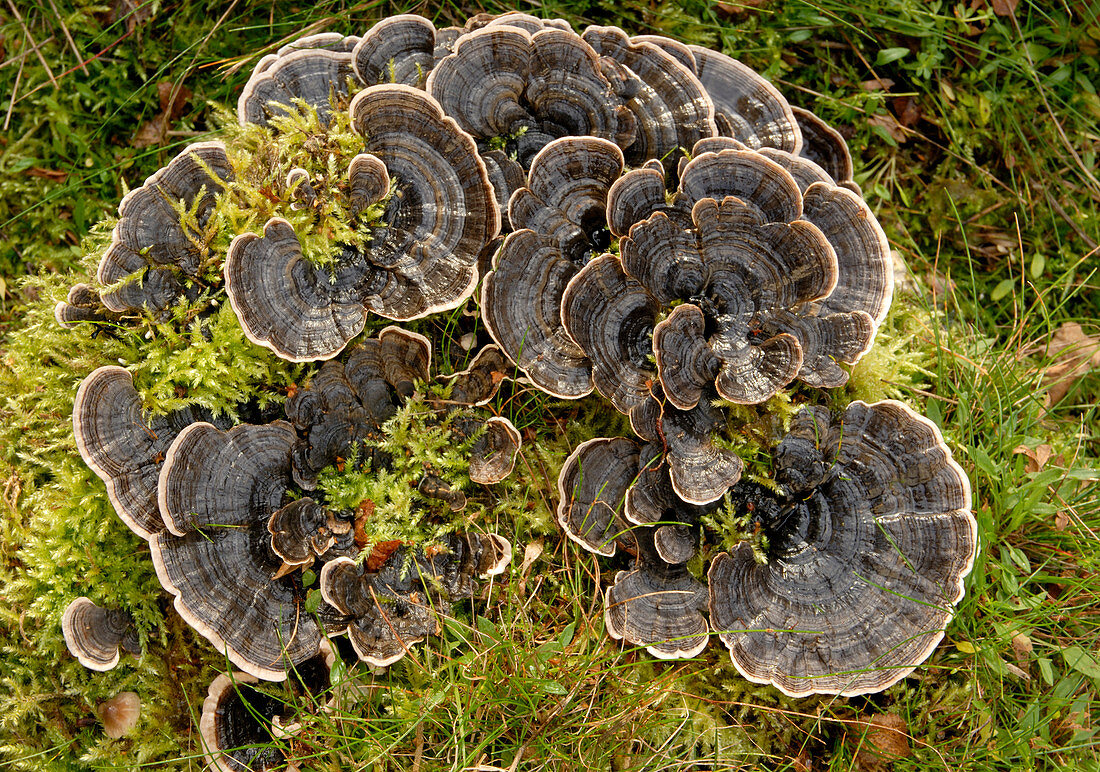 Trametes versicolor polypore fungus