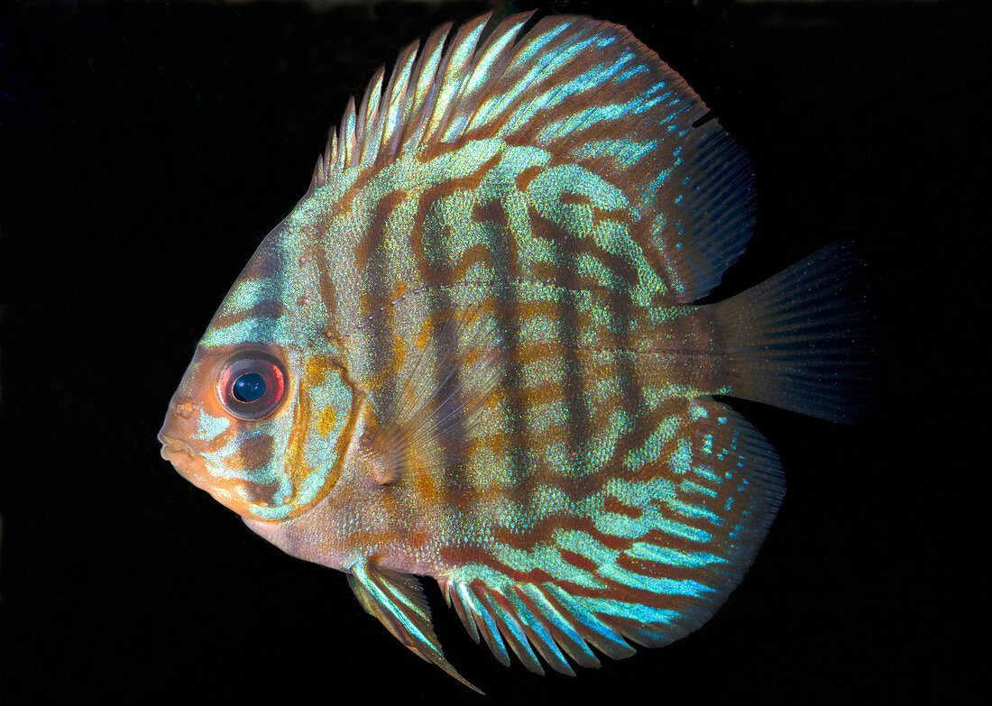 Striped turquoise discus