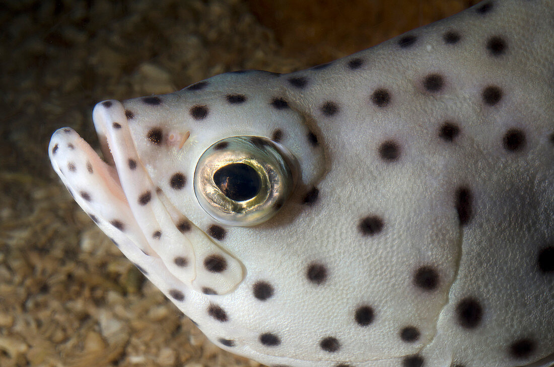 Humpback grouper