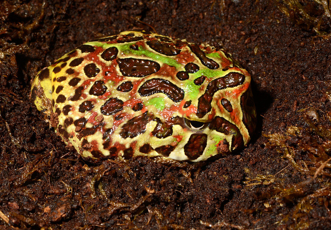 Argentine wide-mouthed frog
