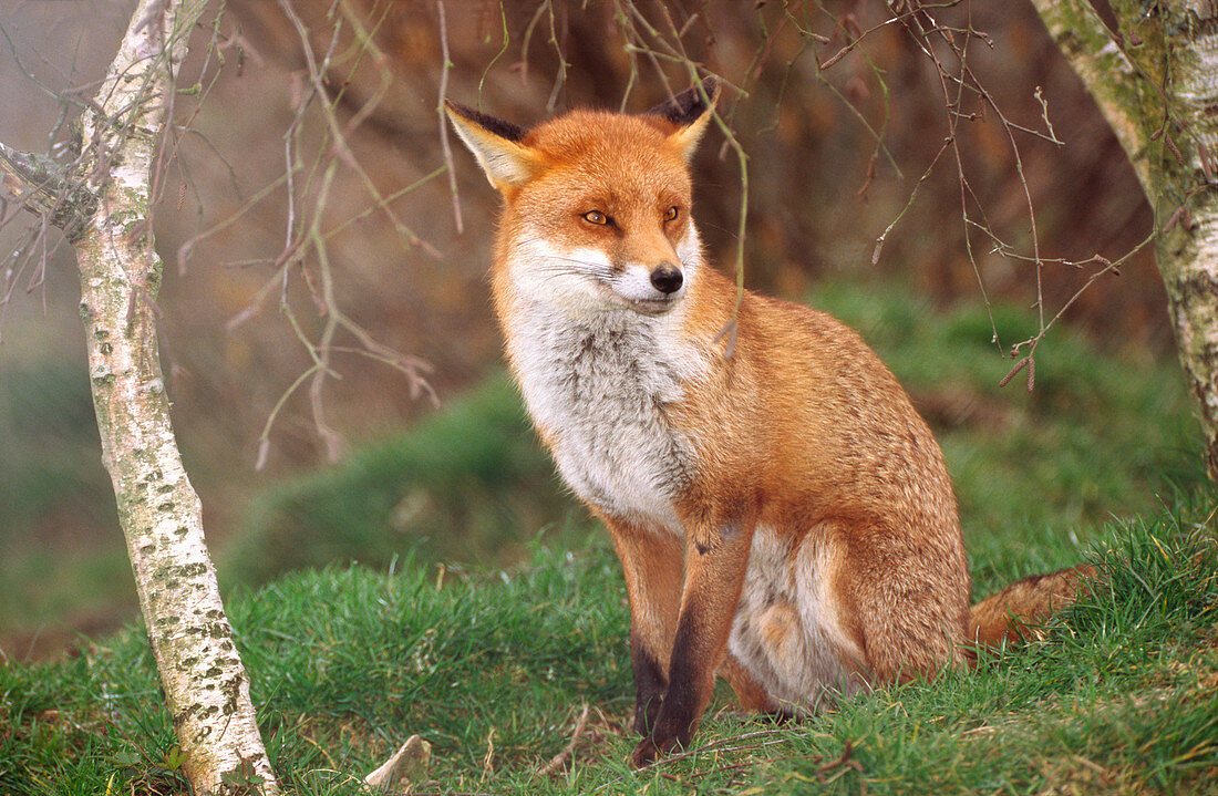 Female red fox