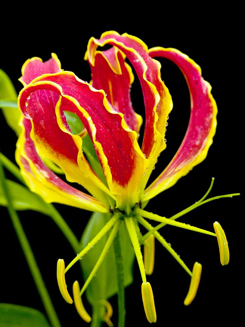 Flame lily (Gloriosa superba)
