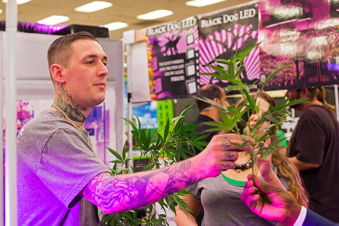 Marijuana trade show cultivation samples