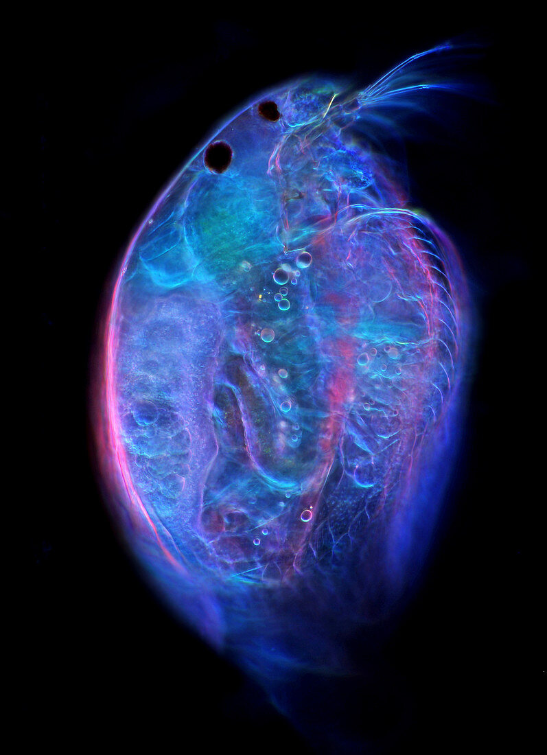 Water flea,light micrograph