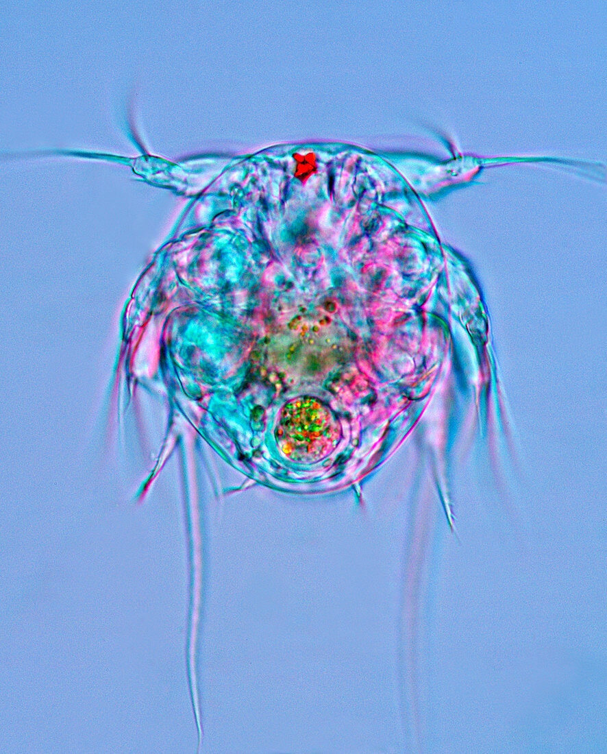 Copepod larva,light micrograph