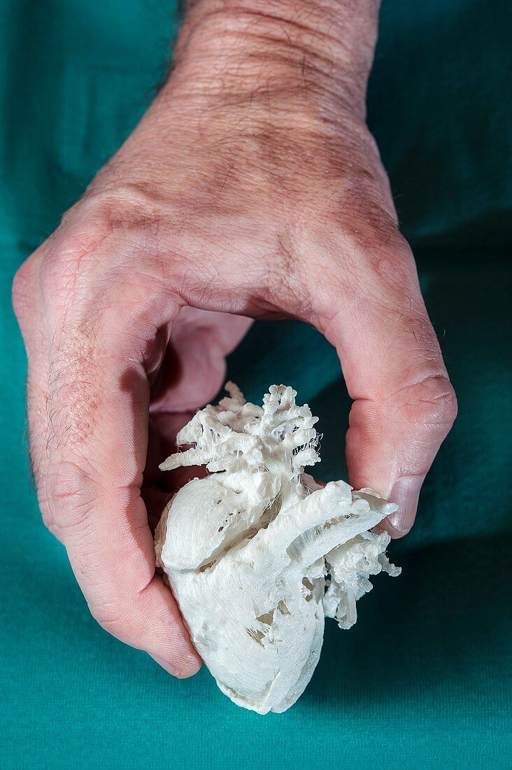 Child's heart,3D printed model