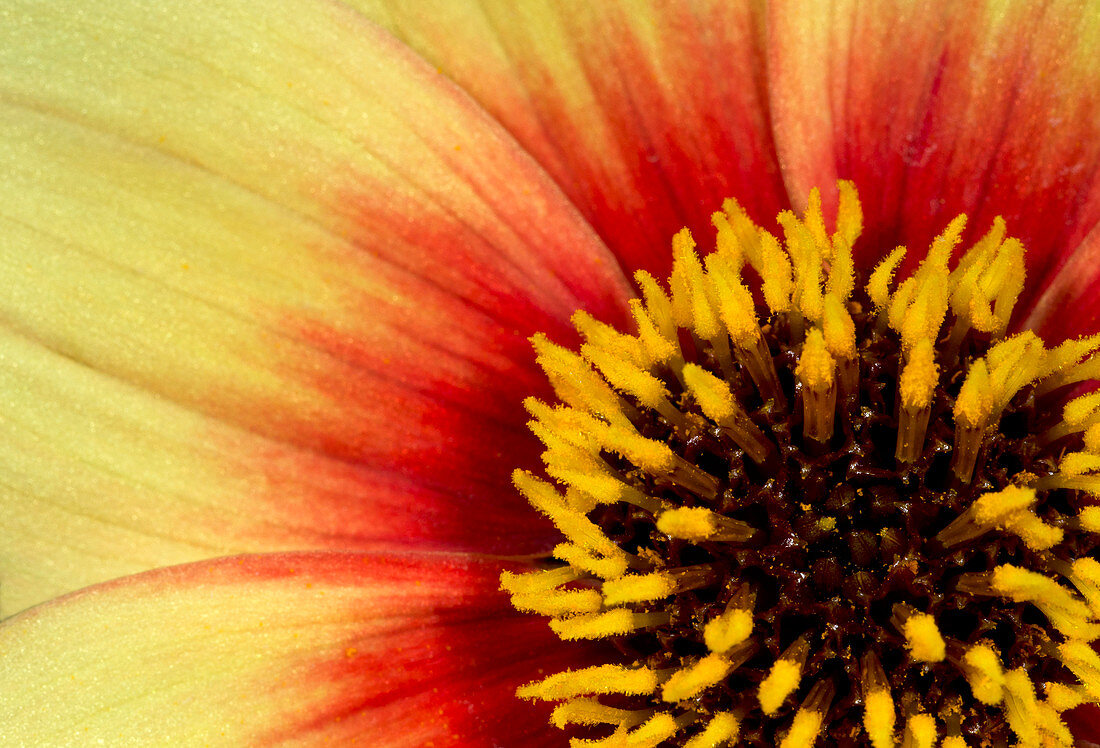Dahlia flower' Sunshine' centre abstract
