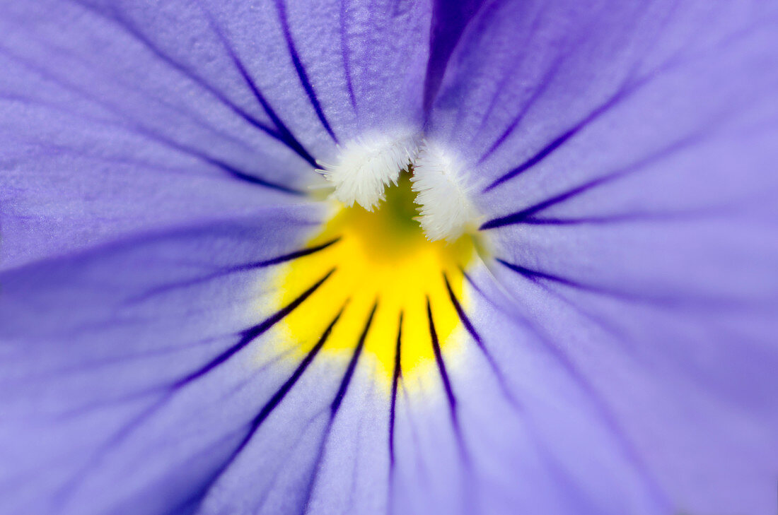 Pale blue pansy abstract