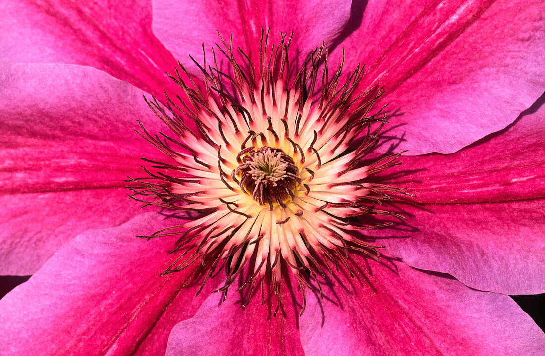 Clematis 'Fireworks' abstract