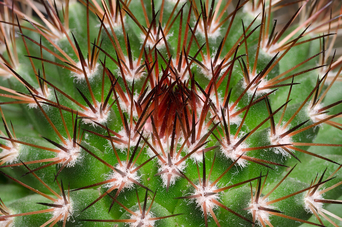 Cactus Facheiroa ulei abstract