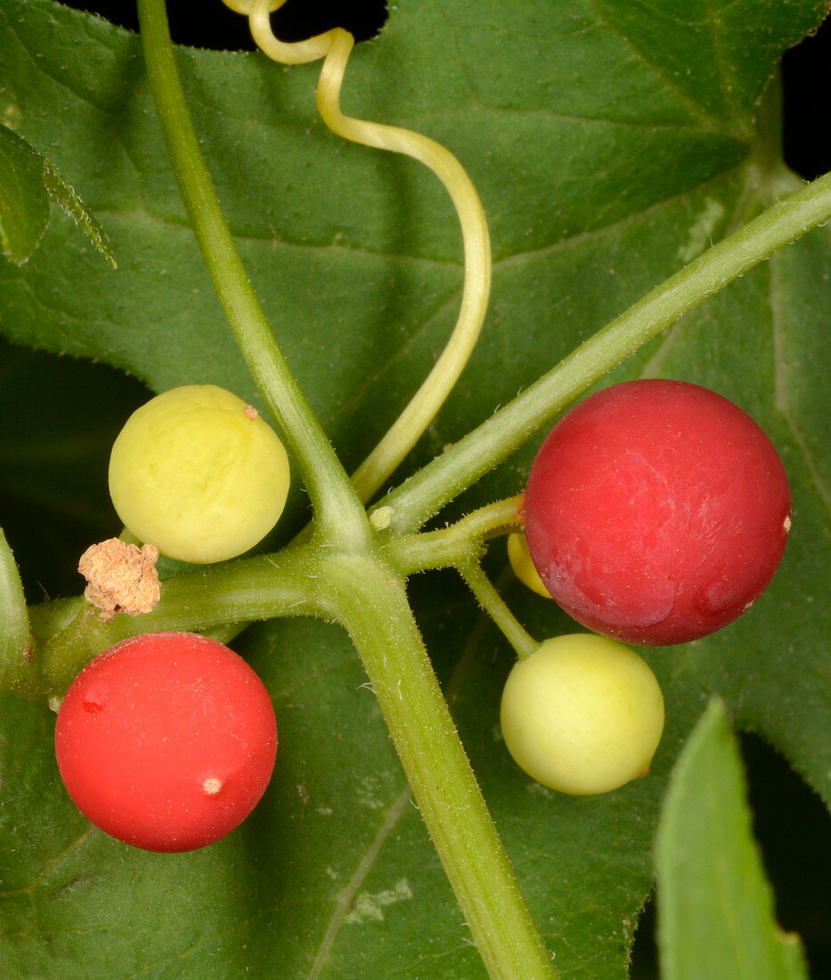 White Bryony berries