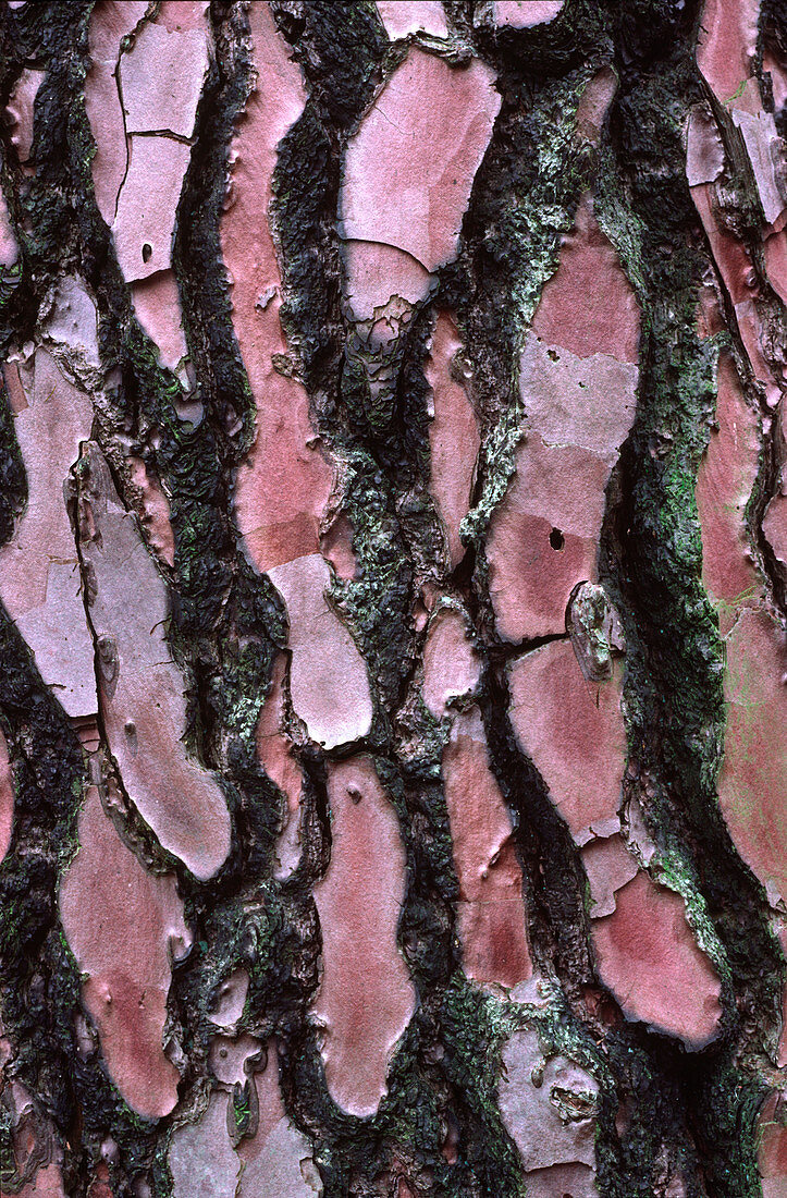Scots pine bark abstract