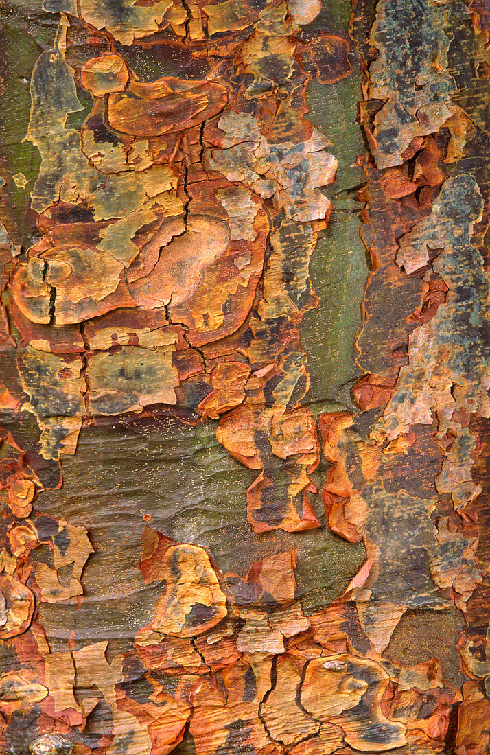 Paper-bark maple abstract