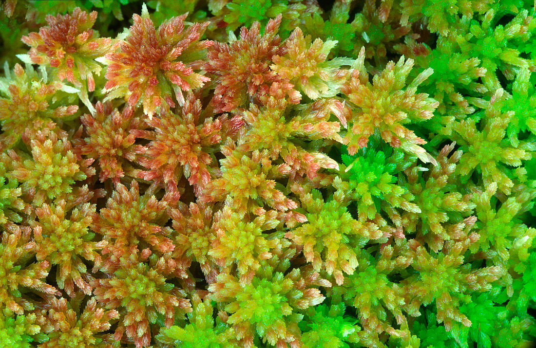 Sphagnum moss abstract