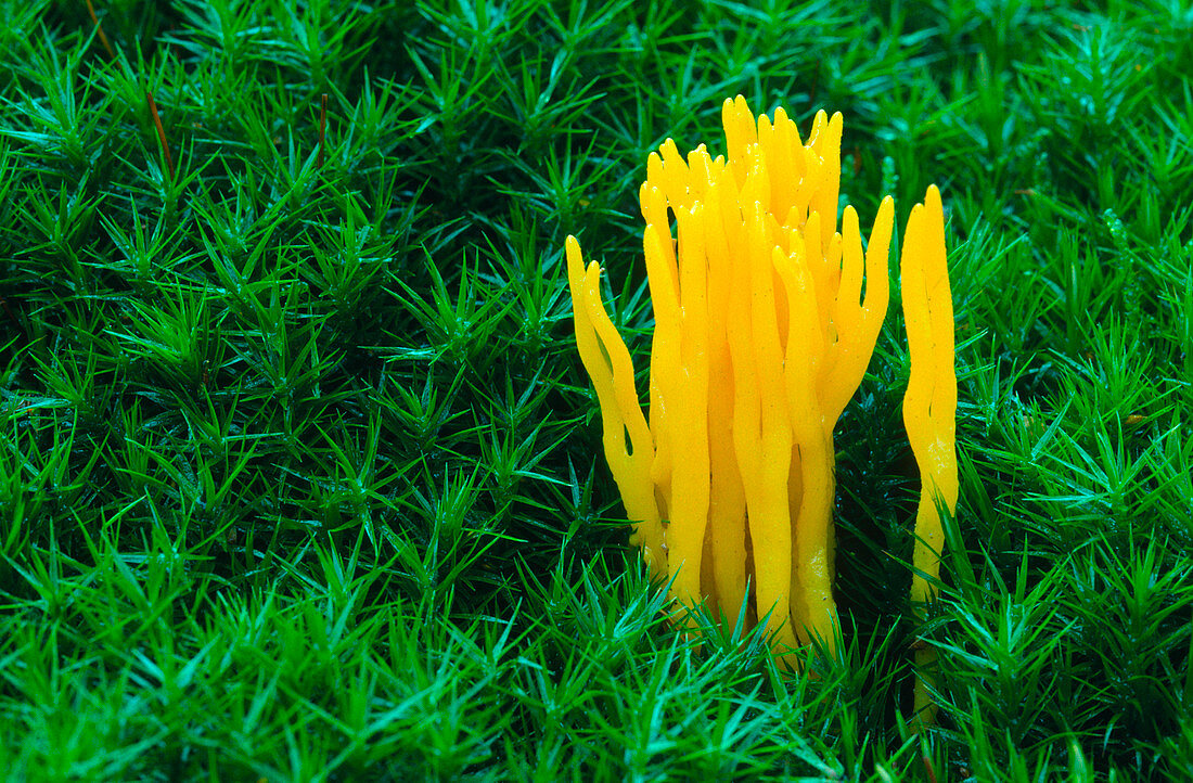 Yellow stag's-horn fungus