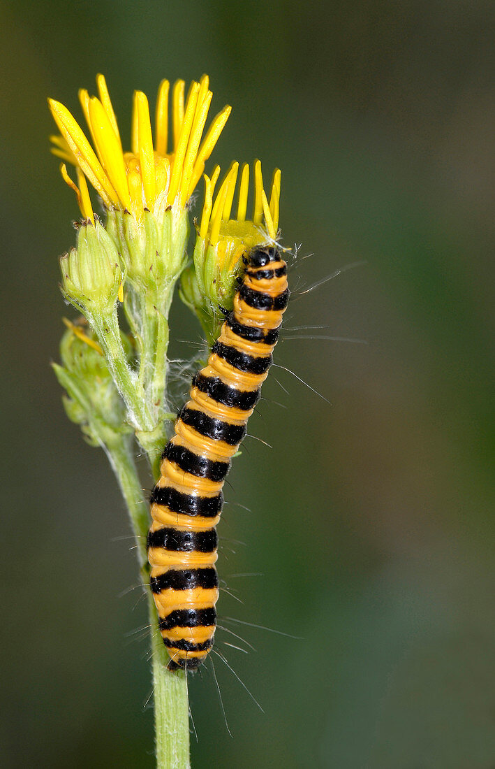 Cinnabar moth