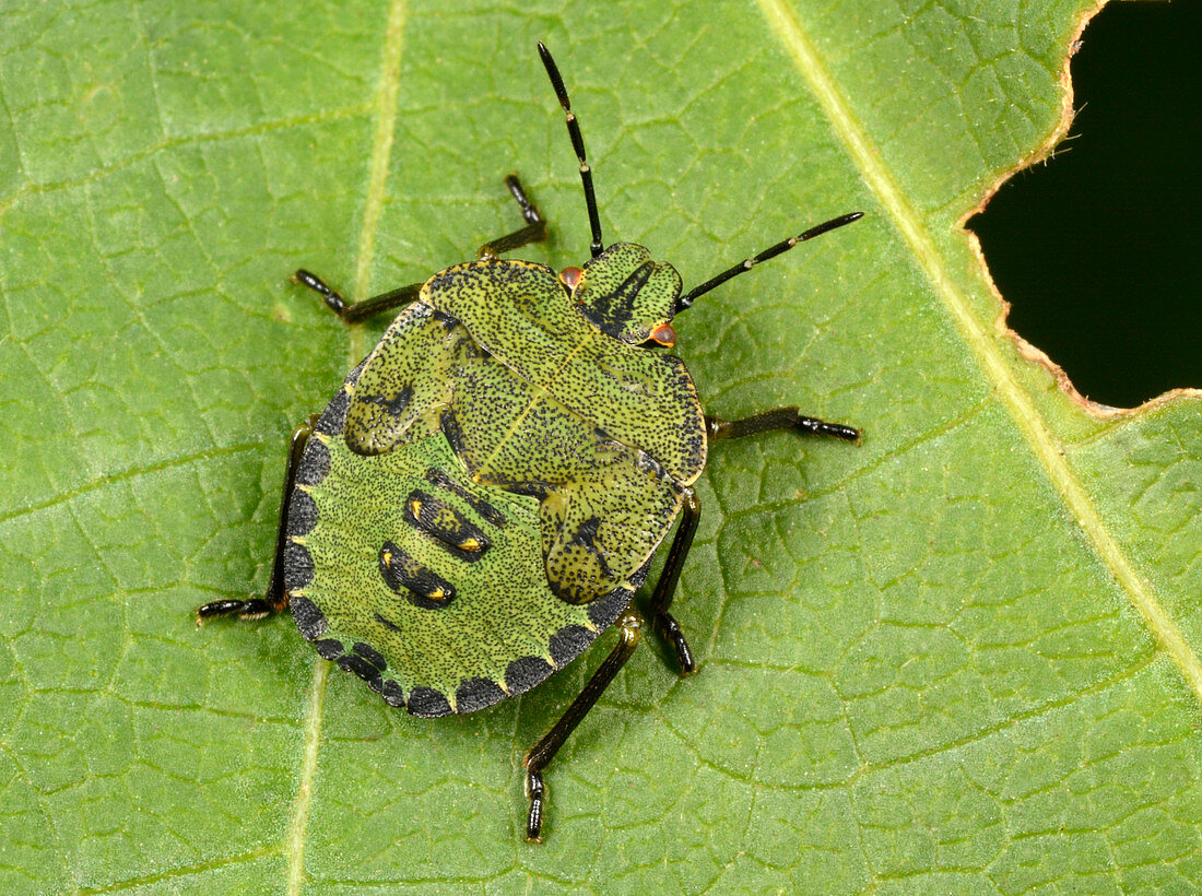 Green shield bug larva