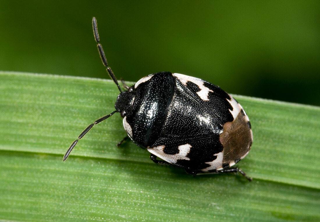Pied shield bug