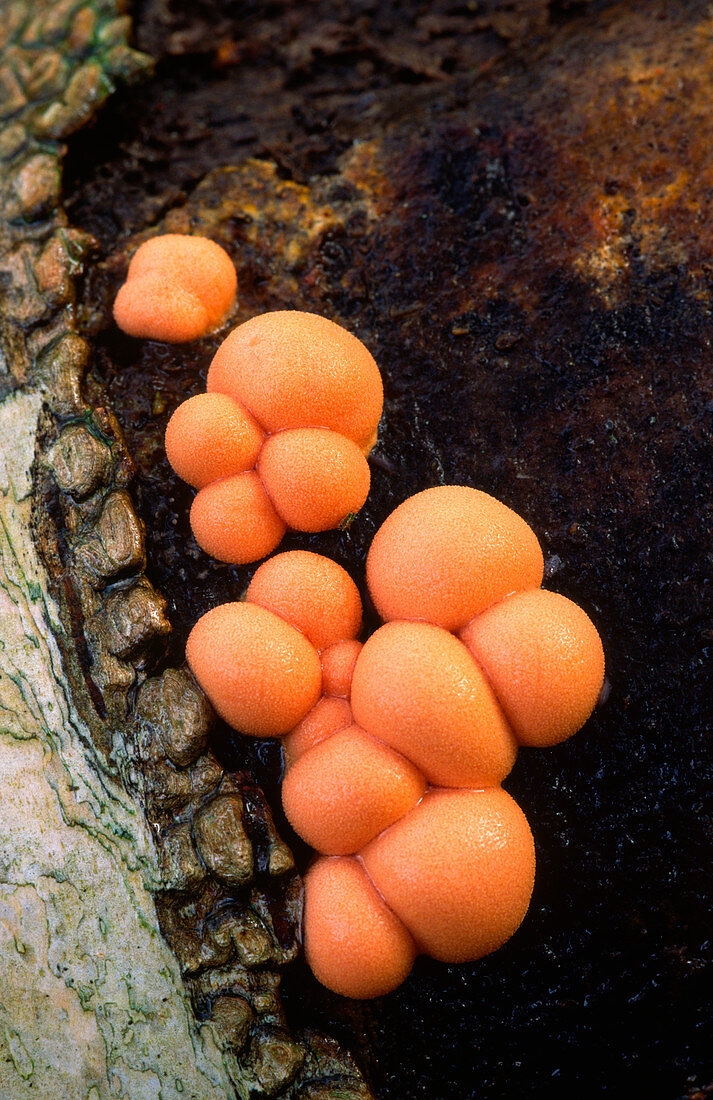 Wolf's milk slime mould