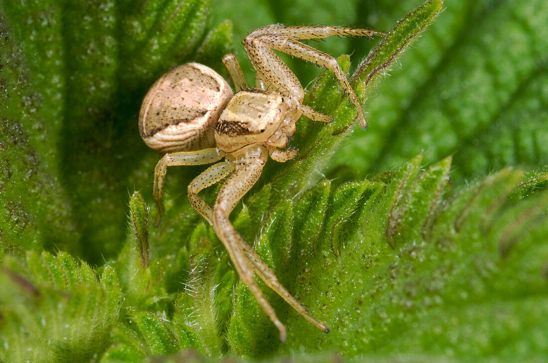 Common crab spider
