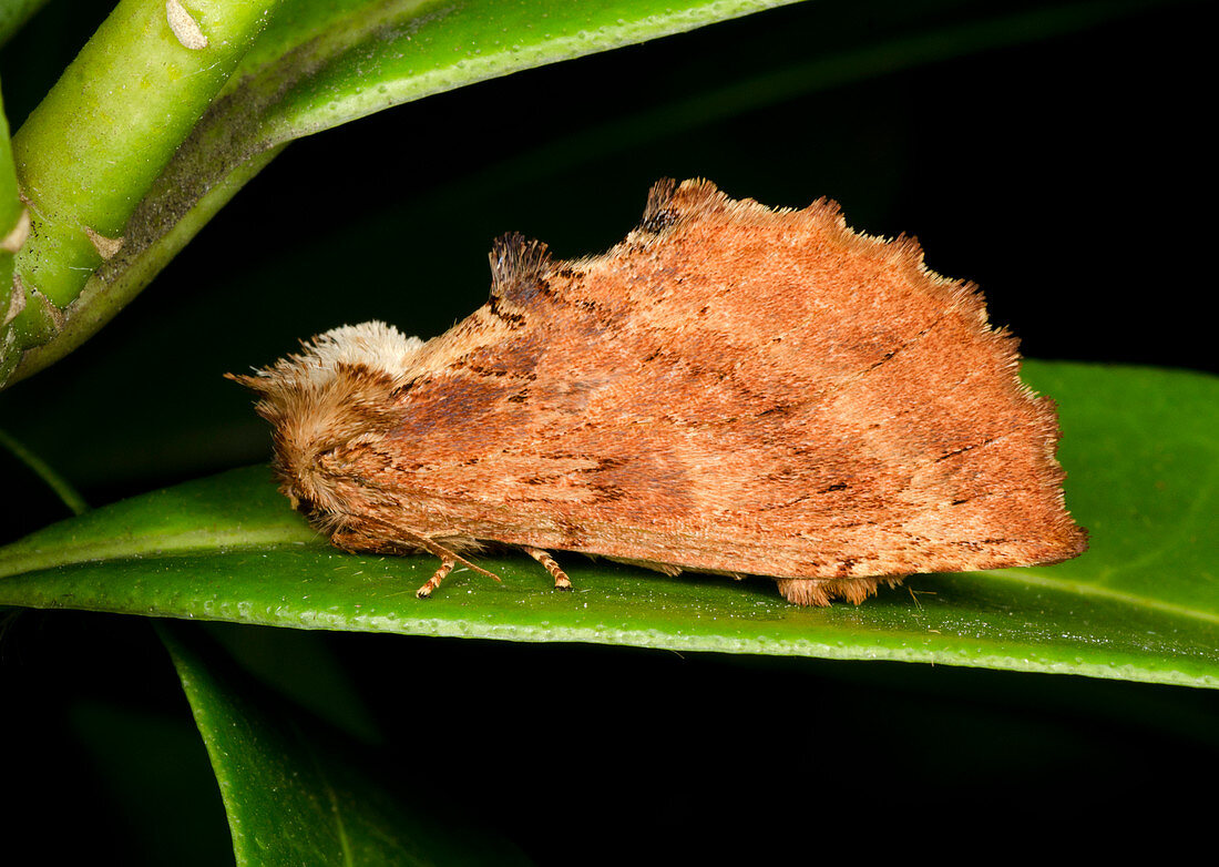 Coxcomb prominent moth
