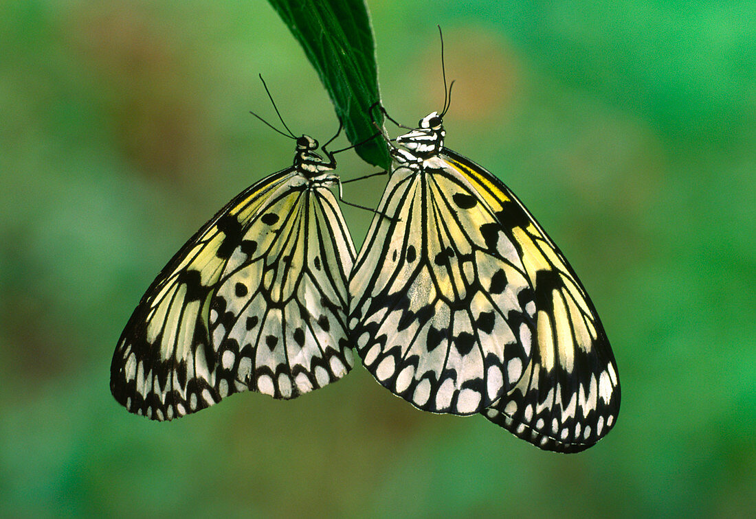 Rice paper butterflies mating