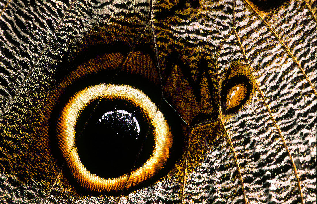 Owl butterfly eyespot