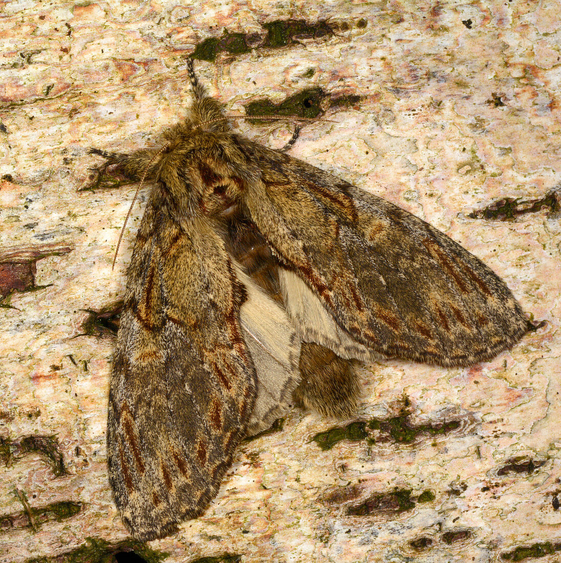 Great prominent moth