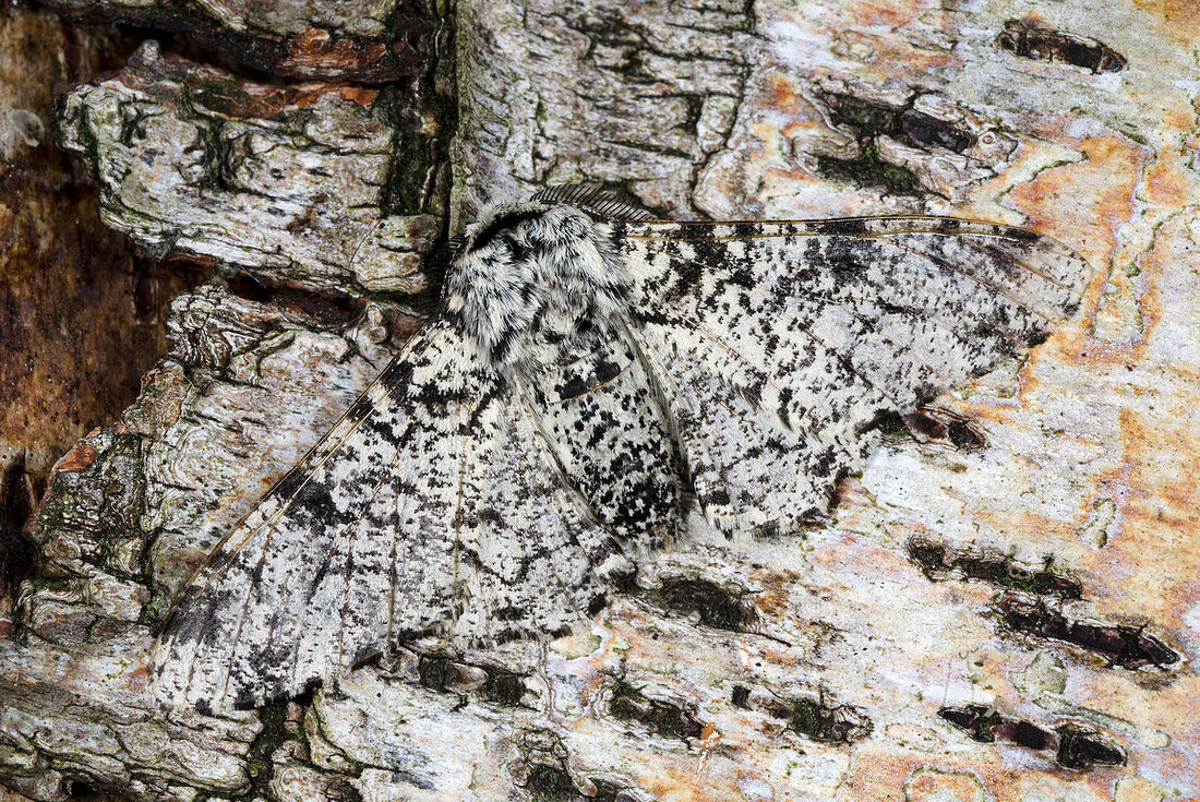 Peppered moth,pale form