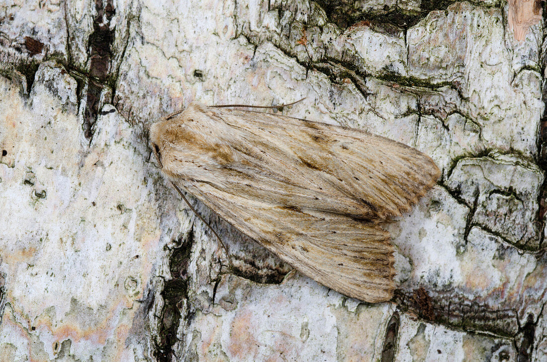 Pale pinion moth