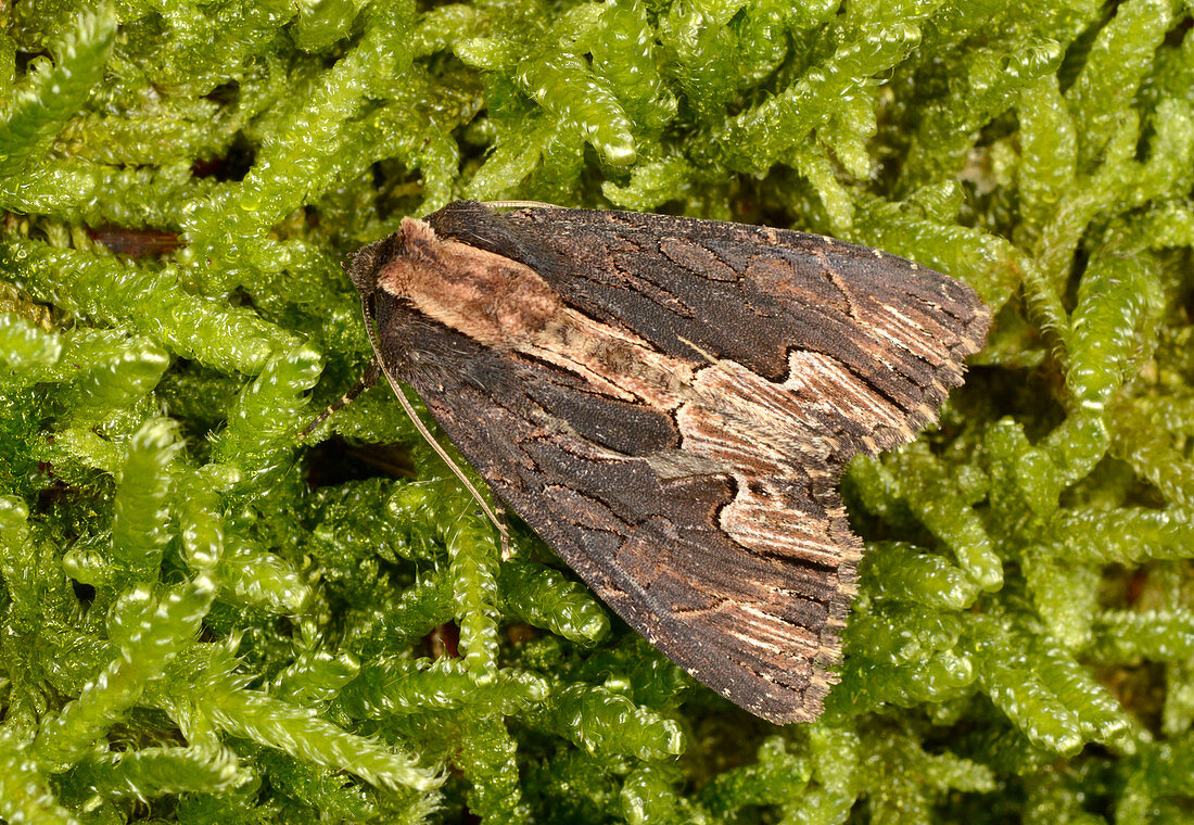 Bird's wing moth