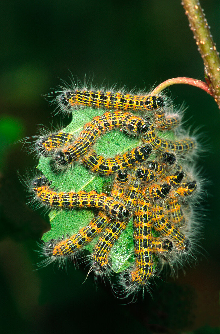 Buff-tip moth caterpillars