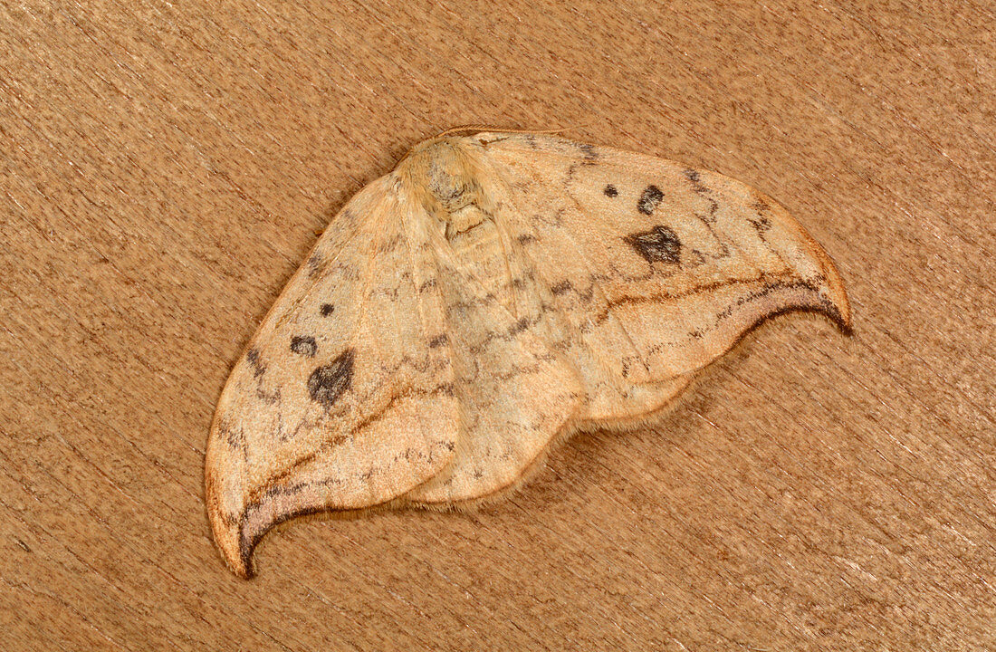 Pebble hook-tip moth