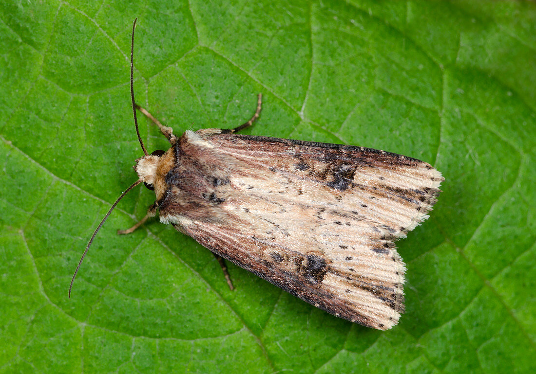 Flame moth