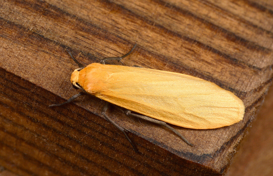 Orange footman moth