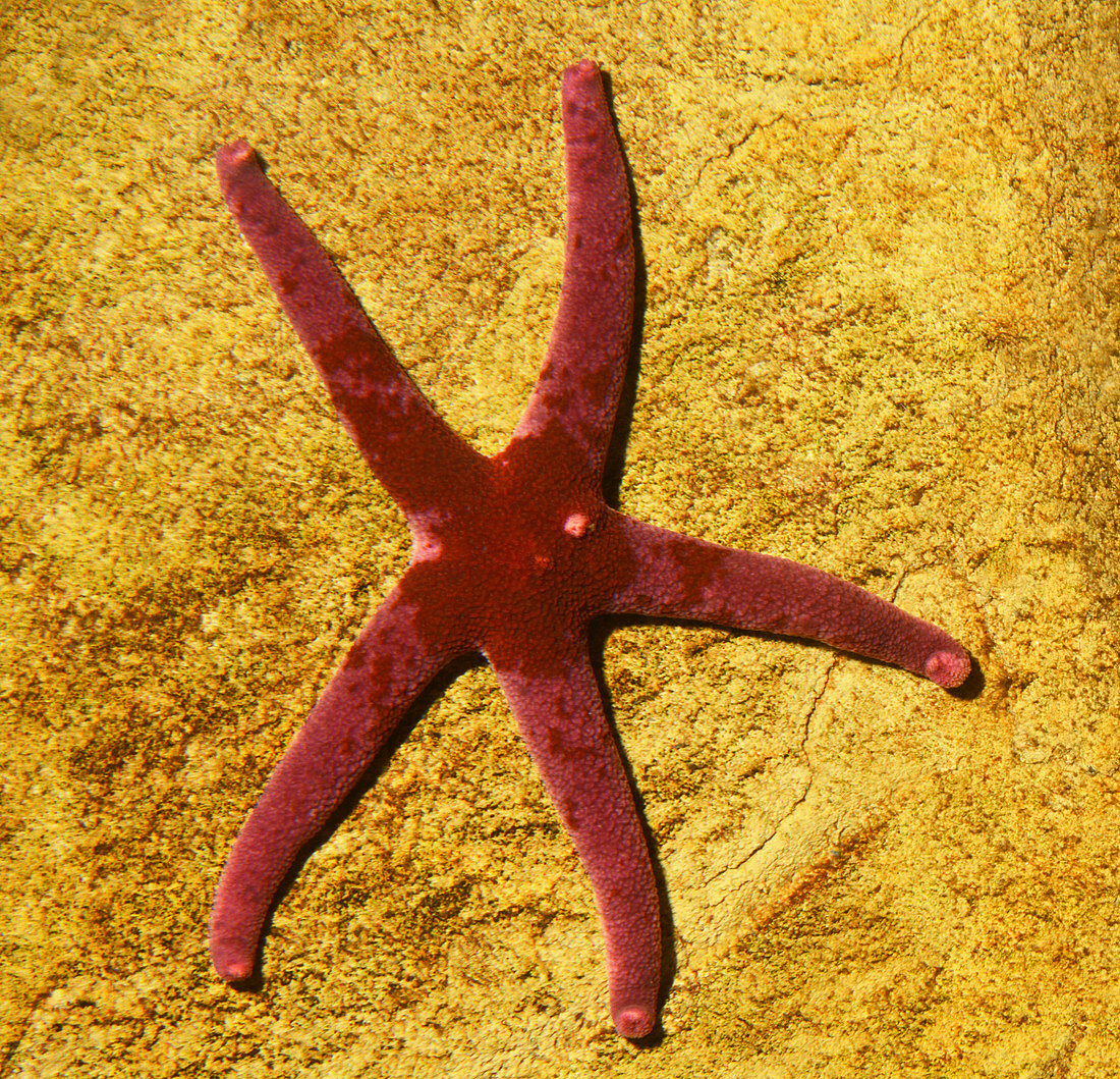 Bloody henry sea star