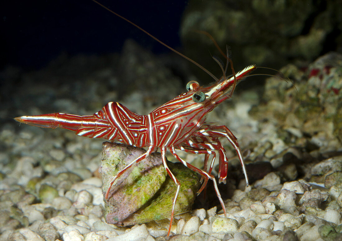 Durban dancing shrimp