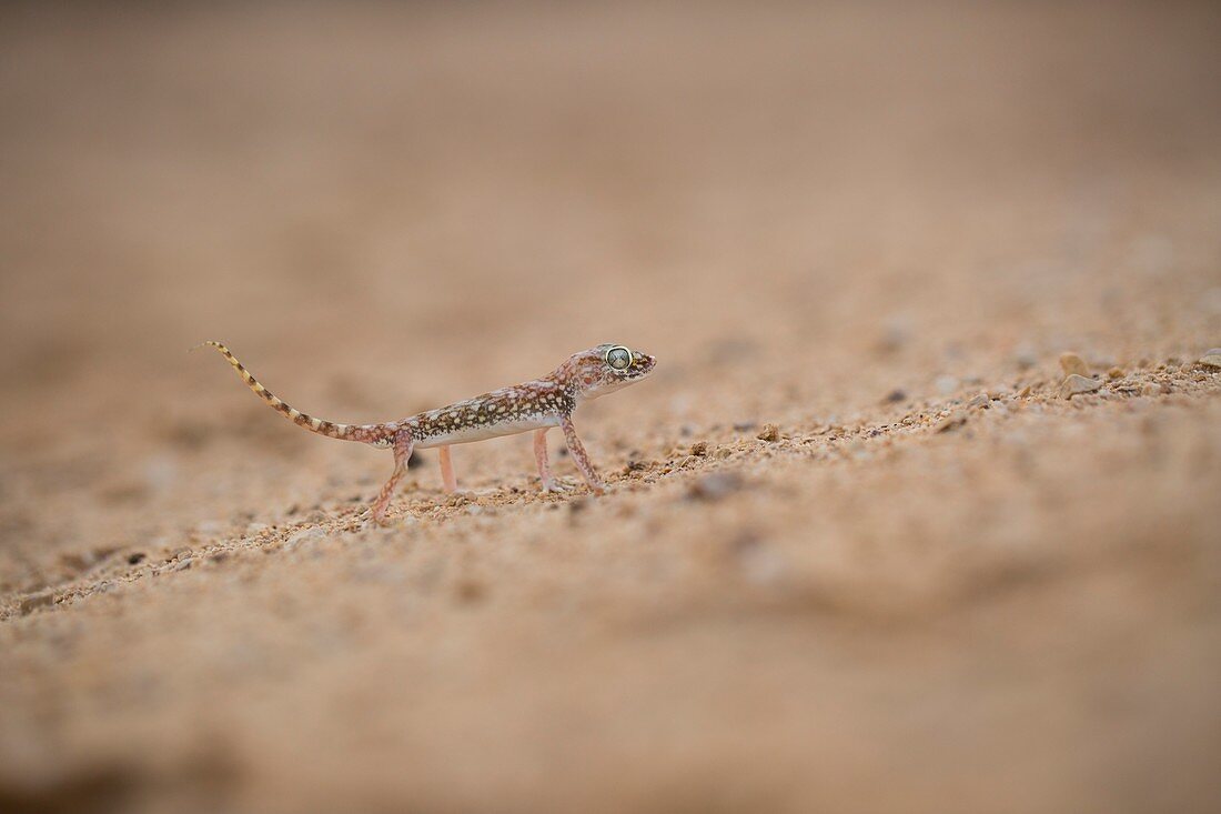 Middle Eastern short-fingered gecko