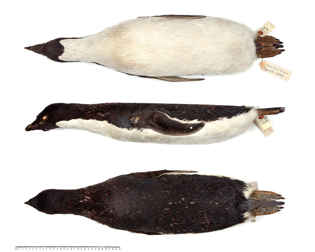 Adelie penguin