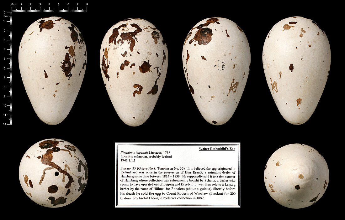 Walter Rothschild's great auk egg