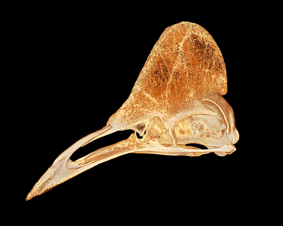 Dwarf Cassowary,Micro-CT scan