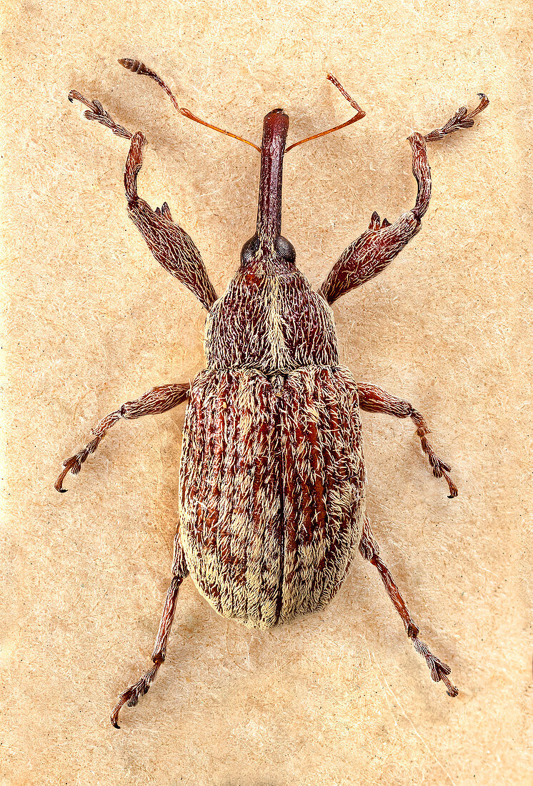 Cotton Boll Weevil