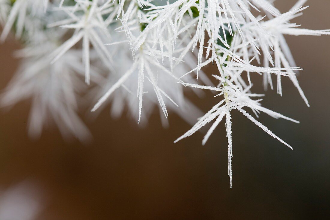 Needle ice on Holly leaves