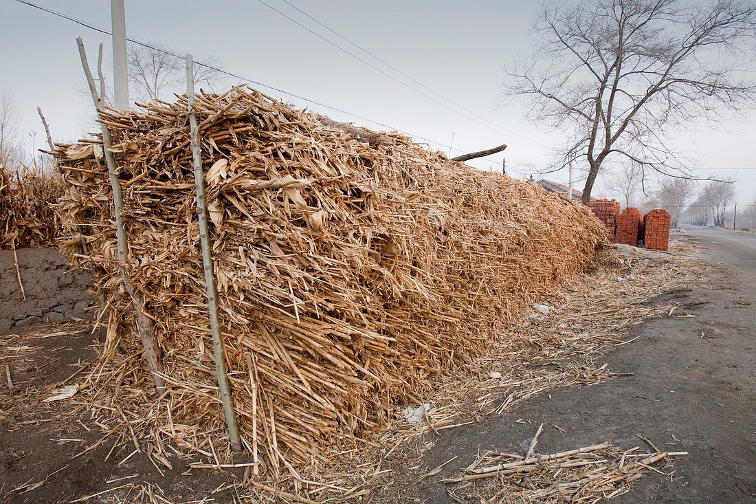 Maize stalks used for biofuel,China