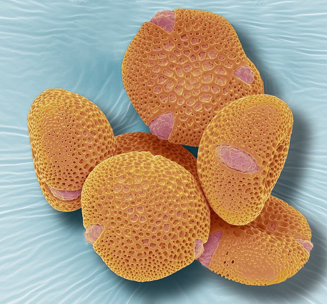 Fremontodendron pollen grains,SEM